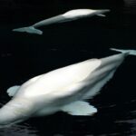 Záchrana štyroch veľrýb beluga: Dobrodružná misia z Kanady do Chicaga
