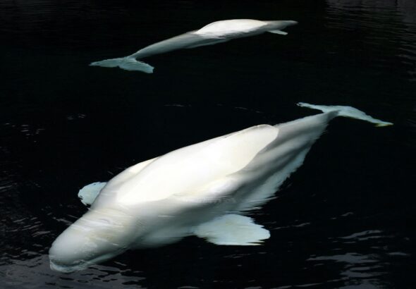 Záchrana štyroch veľrýb beluga: Dobrodružná misia z Kanady do Chicaga