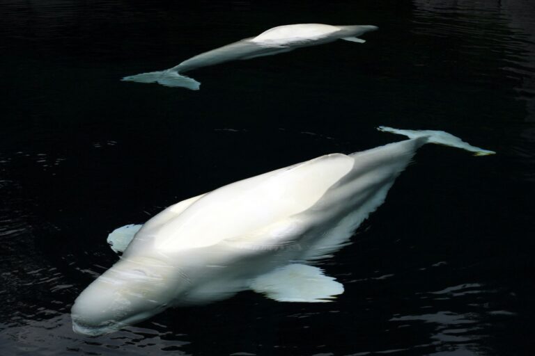 Záchrana štyroch veľrýb beluga: Dobrodružná misia z Kanady do Chicaga