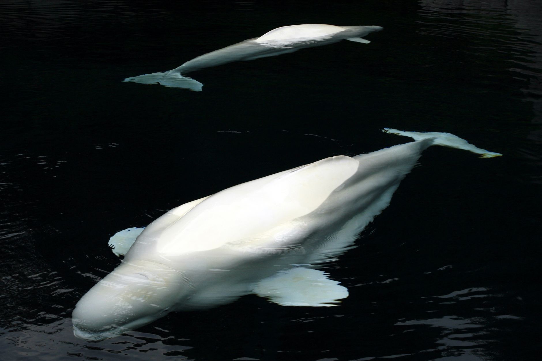 Záchrana štyroch veľrýb beluga: Dobrodružná misia z Kanady do Chicaga