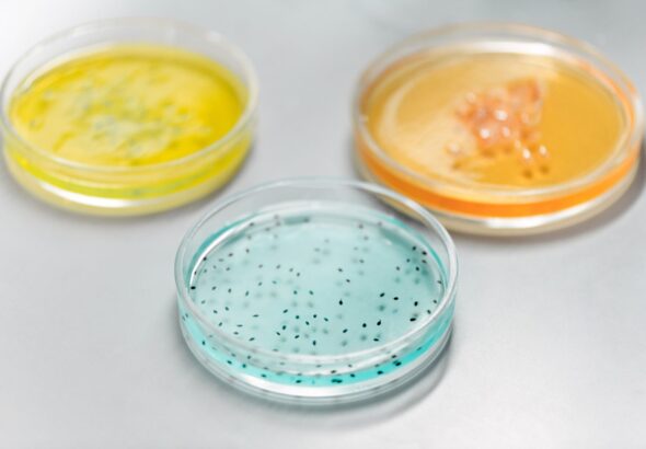 Černice bez semien a čerešne z kríkov? CRISPR mení budúcnosť potravín