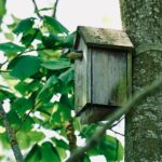Recenzia Birdfy Nest Duo: Súkromný dokument o prírode priamo z hniezda