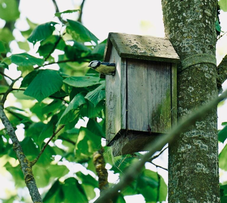 Recenzia Birdfy Nest Duo: Súkromný dokument o prírode priamo z hniezda
