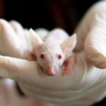 Myš s ľudskými mozgovými bunkami: Prírodný experiment alebo etický problém?