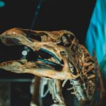 Vedecký prelom: V Európe objavili prvého dinosaura svojho druhu