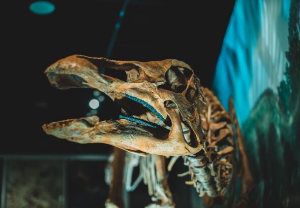 Vedecký prelom: V Európe objavili prvého dinosaura svojho druhu