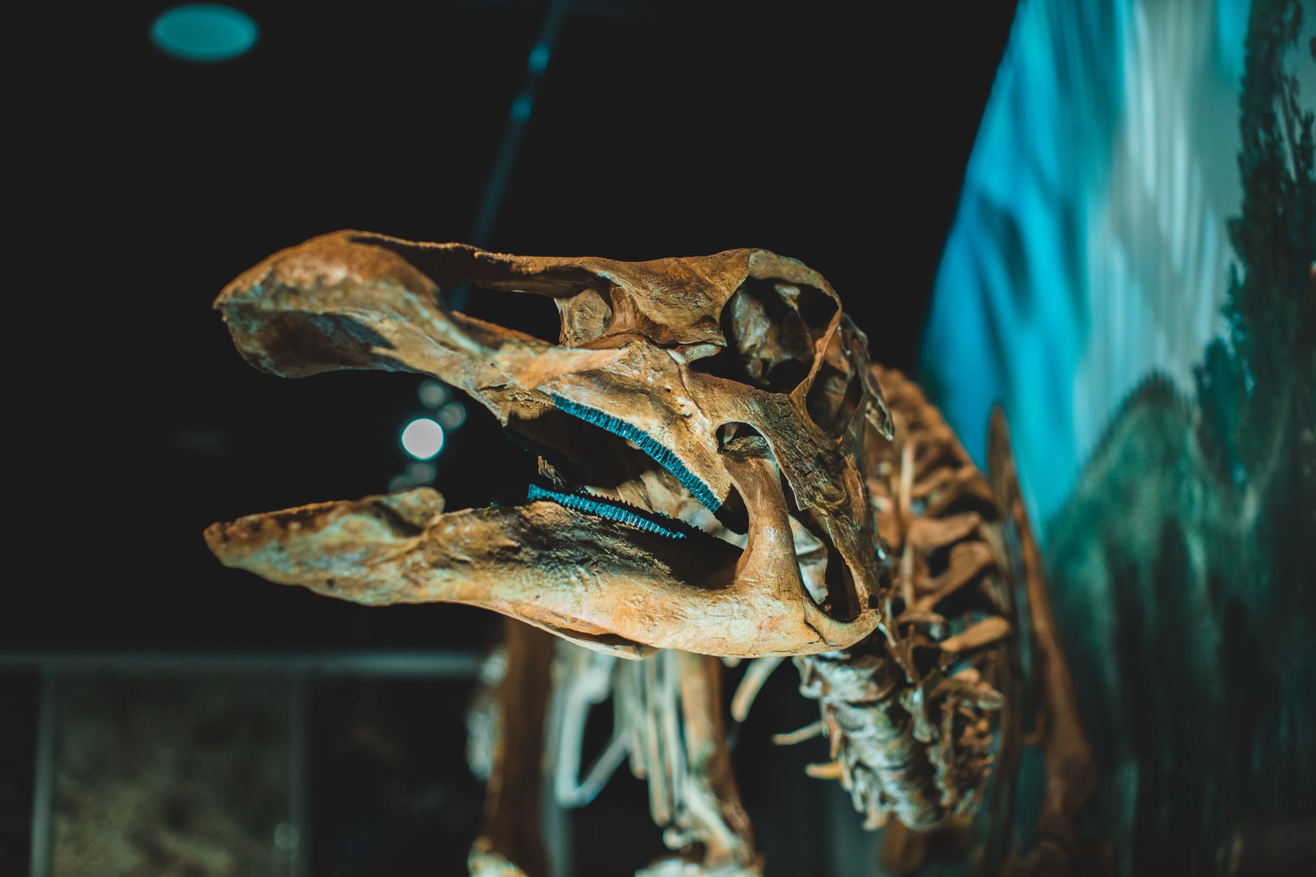 Vedecký prelom: V Európe objavili prvého dinosaura svojho druhu